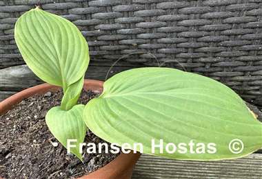 Hosta Who's Wu